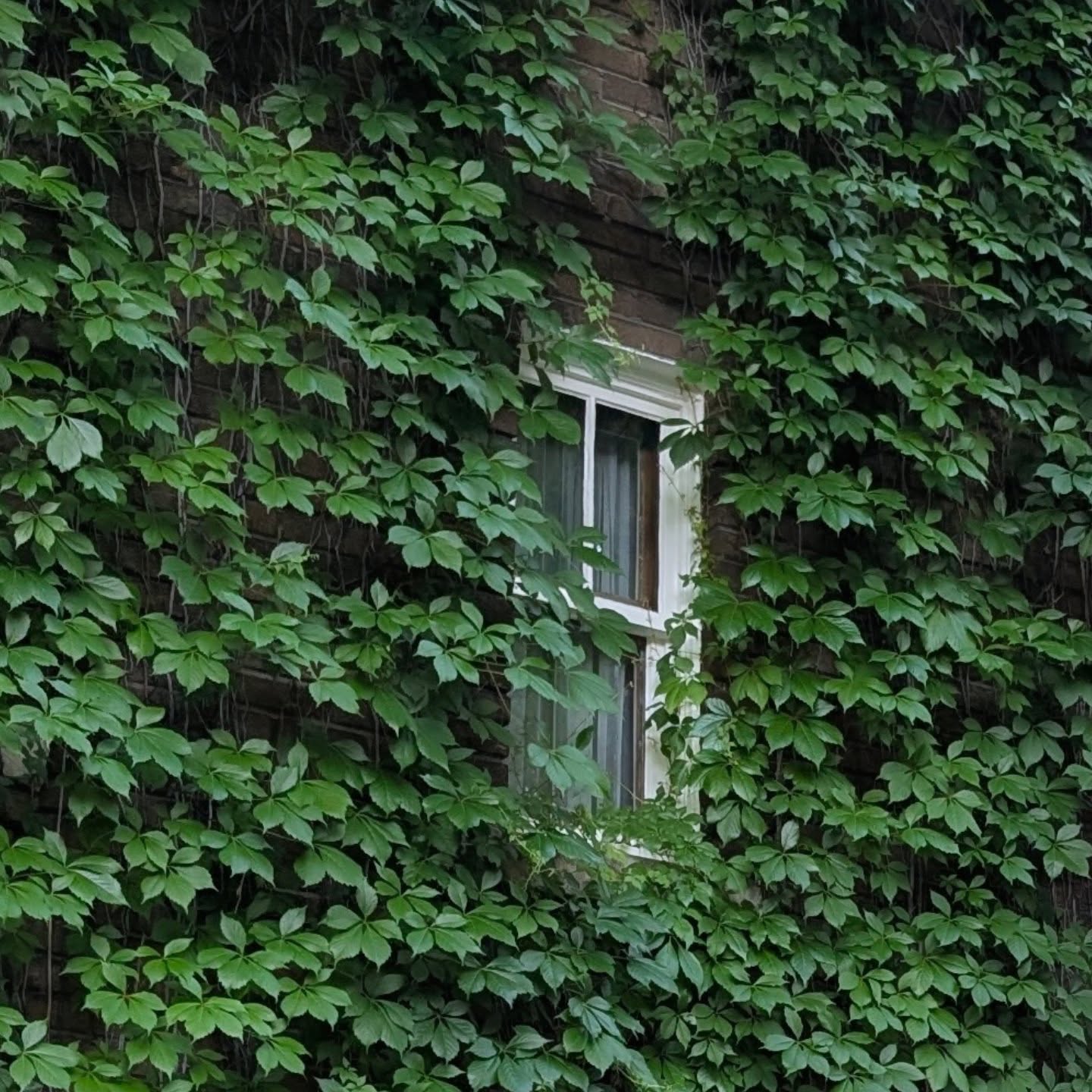 Vignes en folie à Outremont