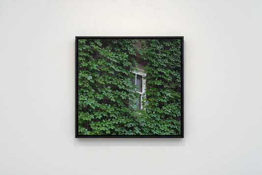 Window partially obscured by green ivy on a building